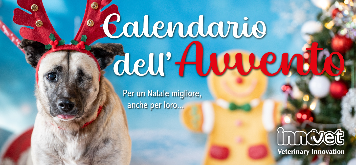 calendario avvento - copertina 589829402_1361057808727573_2269021342085571114_n